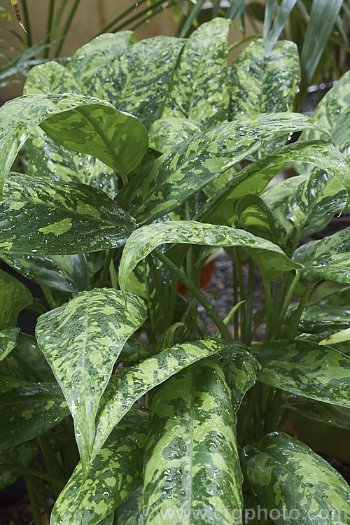 Schismatoglottis picta 'Golden Charm', this variegated-foliaged cultivar of Indonesian perennial develops into a clump of 15-30cm leaves and has small arum-like flowers. schismatoglottis-3289htm'>Schismatoglottis.