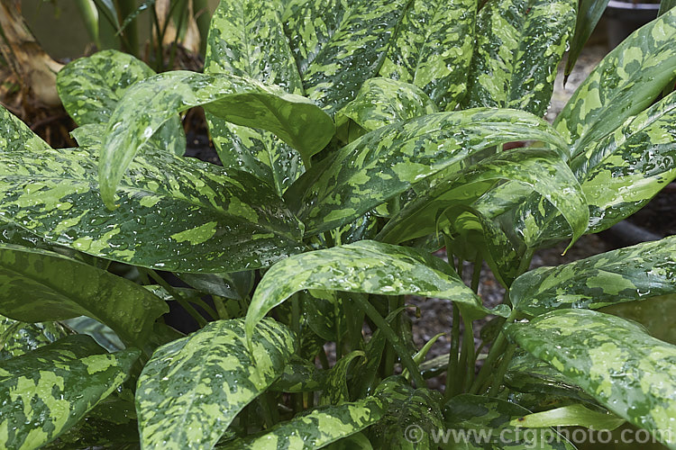 Schismatoglottis picta 'Golden Charm', this variegated-foliaged cultivar of Indonesian perennial develops into a clump of 15-30cm leaves and has small arum-like flowers. schismatoglottis-3289htm'>Schismatoglottis.
