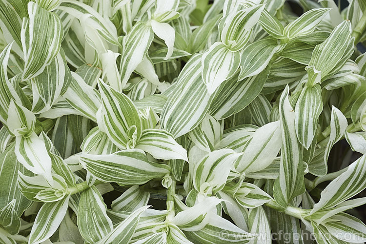 Tradescantia albiflora 'Albovittata', a creeping, boldly variegated perennial often grown as a hanging basket plant. Its small white flowers are rather incidental to the foliage. It is probably not a true species but a hybrid between Tradescantia fluminensis and Tradescantia crassula. tradescantia-3363htm'>Tradescantia. <a href='commelinaceae-plant-family-photoshtml'>Commelinaceae</a>.