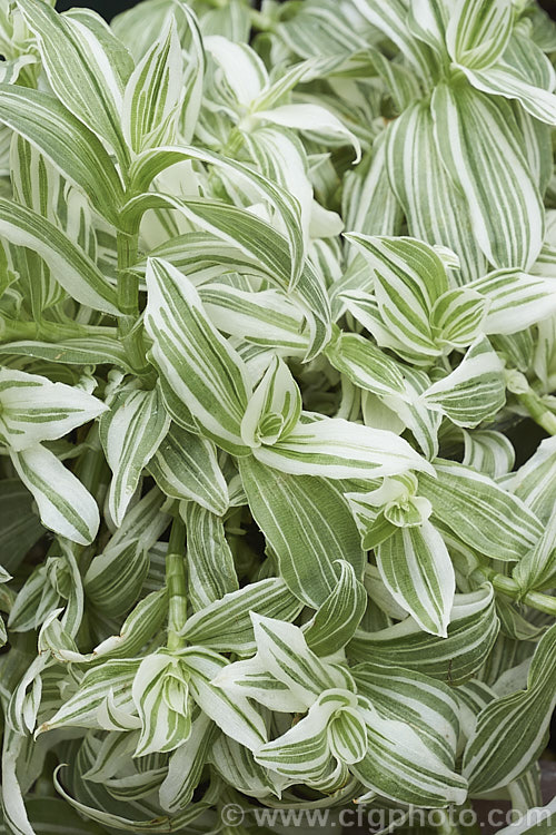 Tradescantia albiflora 'Albovittata', a creeping, boldly variegated perennial often grown as a hanging basket plant. Its small white flowers are rather incidental to the foliage. It is probably not a true species but a hybrid between Tradescantia fluminensis and Tradescantia crassula. tradescantia-3363htm'>Tradescantia. <a href='commelinaceae-plant-family-photoshtml'>Commelinaceae</a>.