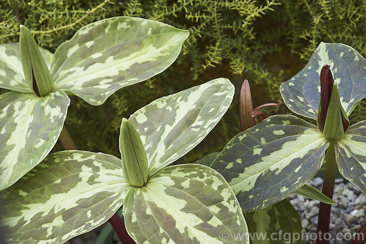 Trillium foetidissimum, a spring-flowering woodland plant native to Louisiana, USA It is grown more for its heavily mottled foliage than its rather unpleasantly scented red-brown flowers. Yellow-green-flowered forms also occur. trillium-2304htm'>Trillium. <a href='melanthiaceae-plant-family-photoshtml'>Melanthiaceae</a>.