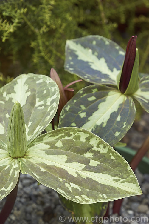 Trillium foetidissimum, a spring-flowering woodland plant native to Louisiana, USA It is grown more for its heavily mottled foliage than its rather unpleasantly scented red-brown flowers. Yellow-green-flowered forms also occur. trillium-2304htm'>Trillium. <a href='melanthiaceae-plant-family-photoshtml'>Melanthiaceae</a>.