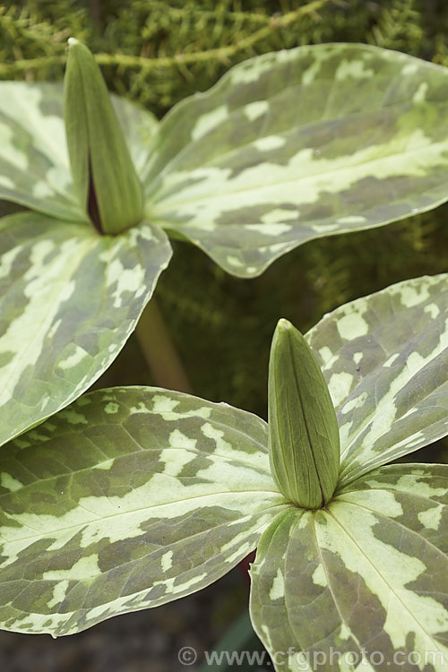 Trillium foetidissimum, a spring-flowering woodland plant native to Louisiana, USA It is grown more for its heavily mottled foliage than its rather unpleasantly scented red-brown flowers. Yellow-green-flowered forms also occur. trillium-2304htm'>Trillium. <a href='melanthiaceae-plant-family-photoshtml'>Melanthiaceae</a>.