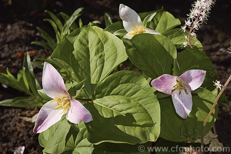 Western White Trillium (<i>Trillium ovatum</i>), a small western North America species that prefers lightly shaded woodland or rockery conditions. The flower open almost white and develop pink tones as they age. trillium-2304htm'>Trillium. <a href='melanthiaceae-plant-family-photoshtml'>Melanthiaceae</a>.