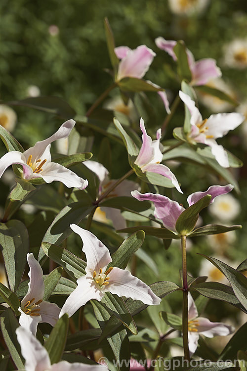 Trillium pusillum var. pusillum, a natural variety of the Little Trillium or Dwarf Wakerobin, a small spring-flowering perennial native to the southeastern quarter of the United States, excluding the gulf region. It has narrow leaves and although its flower stems can reach 20cm tall, 10cm is more common. In this form the foliage usually has a strong purple-bronze tint. trillium-2304htm'>Trillium. <a href='melanthiaceae-plant-family-photoshtml'>Melanthiaceae</a>.