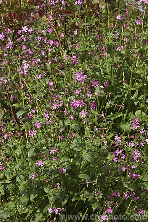 The pink-flowered form of Red Campion (<i>Silene dioica</i>), a near-evergreen, spring- to summer-flowering, European perennial with flower stems to 80cm tall It often naturalises in temperate climates. silene-2496htm'>Silene. Order: Caryophyllales, Family: Caryophyllaceae