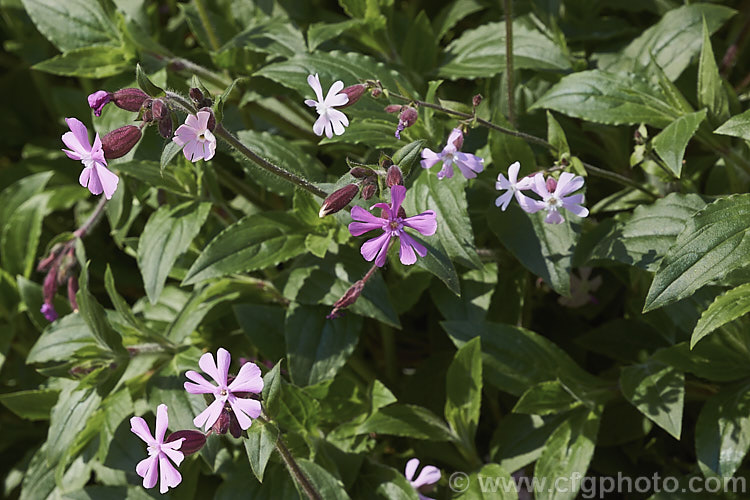 The pink-flowered form of Red Campion (<i>Silene dioica</i>), a near-evergreen, spring- to summer-flowering, European perennial with flower stems to 80cm tall It often naturalises in temperate climates. silene-2496htm'>Silene. Order: Caryophyllales, Family: Caryophyllaceae