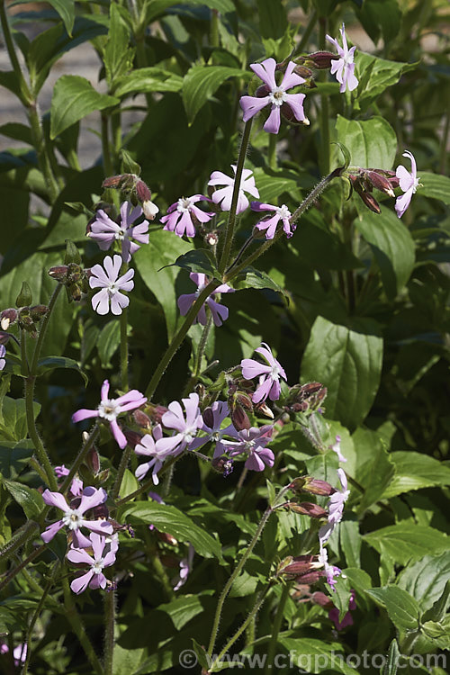 The pink-flowered form of Red Campion (<i>Silene dioica</i>), a near-evergreen, spring- to summer-flowering, European perennial with flower stems to 80cm tall It often naturalises in temperate climates. silene-2496htm'>Silene. Order: Caryophyllales, Family: Caryophyllaceae