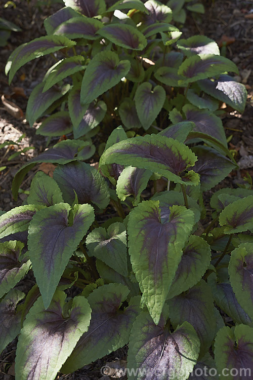 Viola 'Heartthrob', a very boldly marked and textured herbaceous perennial that is a wonderful plant for woodland gardens. The small flowers are very much incidental to the striking foliage. viola-2165htm'>Viola. <a href='violaceae-plant-family-photoshtml'>Violaceae</a>.