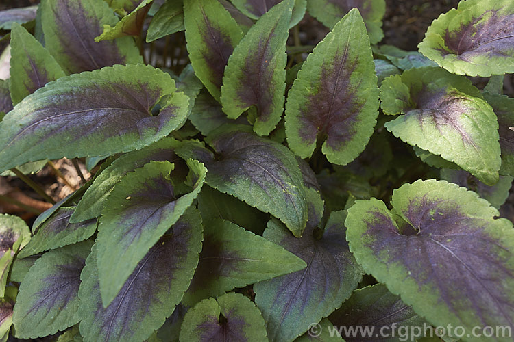 Viola 'Heartthrob', a very boldly marked and textured herbaceous perennial that is a wonderful plant for woodland gardens. The small flowers are very much incidental to the striking foliage. viola-2165htm'>Viola. <a href='violaceae-plant-family-photoshtml'>Violaceae</a>.