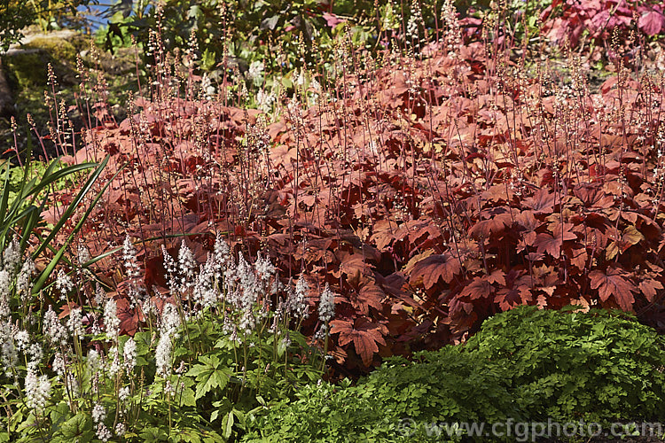 X. Heucherella 'Sweet Tea', a cultivar with warm orange-brown maple-like foliage and small creamy-white flowers on wiry stems. The foliage is initially bright reddish brown and becomes lighter with age, though the distinctive darker veining remains. This perennial can grow to 60cm wide. heucherella-2442htm'>Heucherella. <a href='saxifragaceae-plant-family-photoshtml'>Saxifragaceae</a>.
