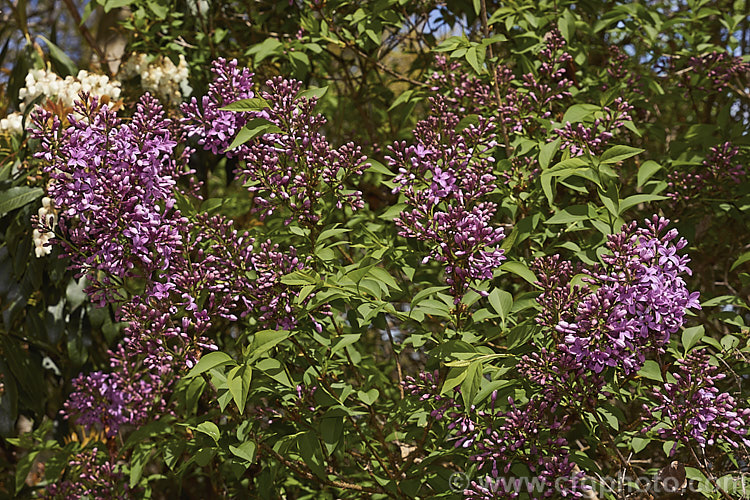 Syringa x chinensis (<i>Syringa persica x Syringa vulgaris</i>), a large, twiggy shrub with flowers similar in size to the Common Lilac (<i>Syringa vulgaris</i>) but borne in large clusters rather than conical heads. The cross originated in France in the 1770s. Order: Lamiales, Family: Oleaceae