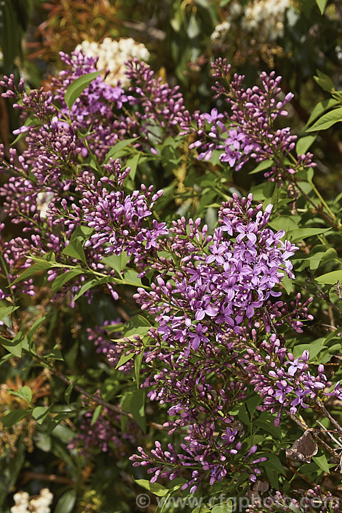 Syringa x chinensis (<i>Syringa persica x Syringa vulgaris</i>), a large, twiggy shrub with flowers similar in size to the Common Lilac (<i>Syringa vulgaris</i>) but borne in large clusters rather than conical heads. The cross originated in France in the 1770s. Order: Lamiales, Family: Oleaceae
