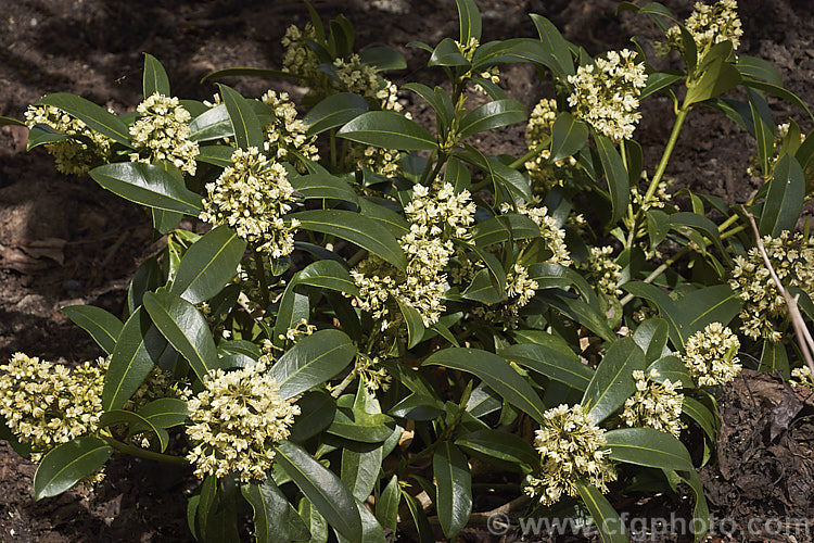 The male form of Skimmia japonica, which has larger, more conspicuous flowers than the female and in cream shade rather than white. When fertilised, the female flowers of this evergreen shrub from China and Japan will develop into clusters of bright red berries. Although sometimes over 5m tall in the wild, most garden forms are compact shrubs