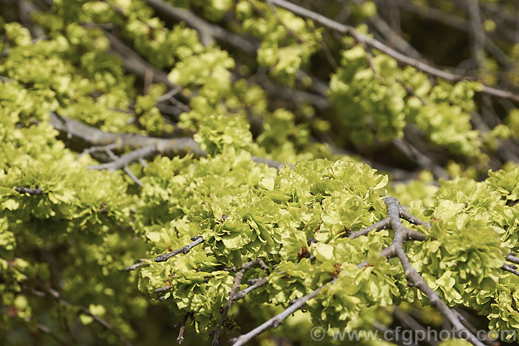 The developing samara of the Wych Elm or Scotch Elm (<i>Ulmus glabra</i>), a Eurasian deciduous tree in which the crown forms a dense, spreading canopy of foliage. Often mistaken for the flowers, which are actually very small, the samara are papery-winged, single-seeded fruits. Order: Rosales, Family: Ulmaceae