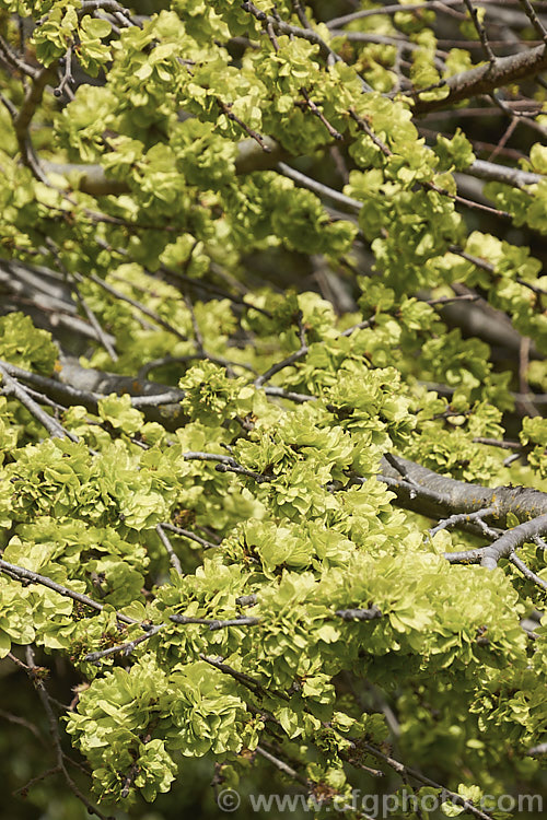The developing samara of the Wych Elm or Scotch Elm (<i>Ulmus glabra</i>), a Eurasian deciduous tree in which the crown forms a dense, spreading canopy of foliage. Often mistaken for the flowers, which are actually very small, the samara are papery-winged, single-seeded fruits. Order: Rosales, Family: Ulmaceae