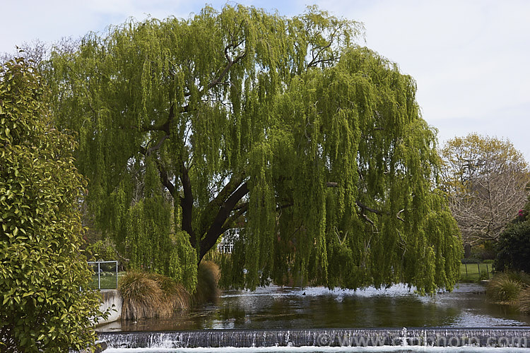 Weeping Willow (<i>Salix babylonica</i>), a deciduous tree found over much of the temperate. Middle. East and Asia. It often grows near watercourses, reaches as much as 20m tall and has strongly pendulous branches. Order: Malpighiales, Family: Salicaceae