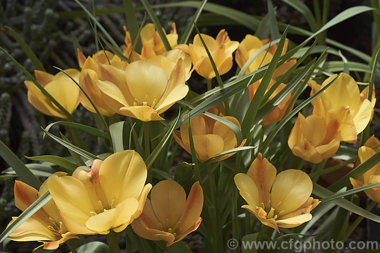 Tulipa batalinii 'Bronze Charm', a soft apricot-toned cultivar of a normally soft yellow-flowered spring-blooming bulb native to Central Asia. The flower stems are 20-30cm tall Order: Liliales, Family: Liliaceae