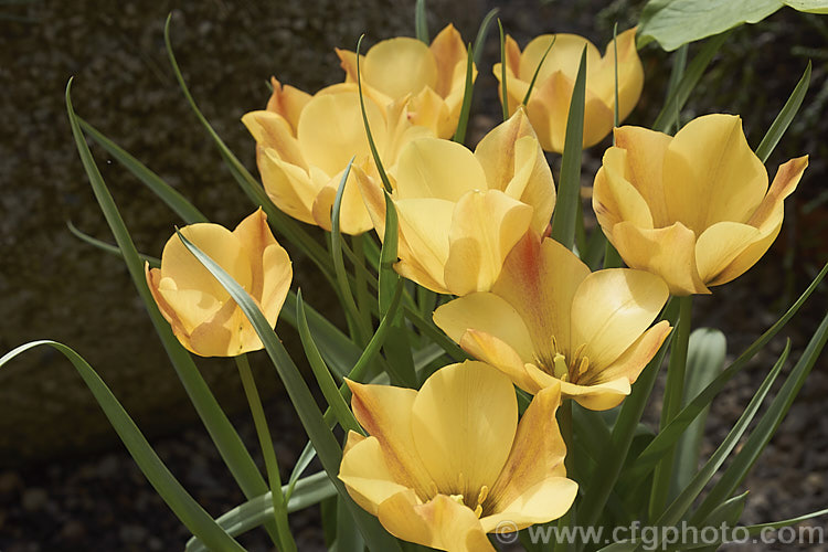 Tulipa batalinii 'Bronze Charm', a soft apricot-toned cultivar of a normally soft yellow-flowered spring-blooming bulb native to Central Asia. The flower stems are 20-30cm tall Order: Liliales, Family: Liliaceae