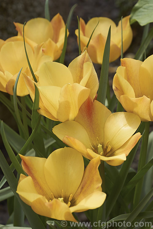 Tulipa batalinii 'Bronze Charm', a soft apricot-toned cultivar of a normally soft yellow-flowered spring-blooming bulb native to Central Asia. The flower stems are 20-30cm tall Order: Liliales, Family: Liliaceae