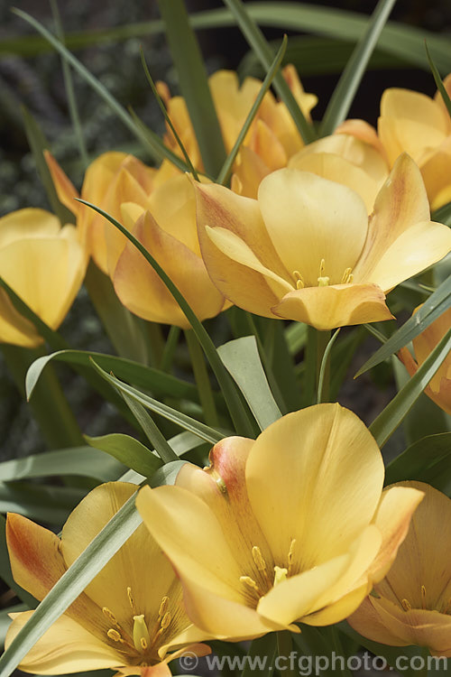 Tulipa batalinii 'Bronze Charm', a soft apricot-toned cultivar of a normally soft yellow-flowered spring-blooming bulb native to Central Asia. The flower stems are 20-30cm tall Order: Liliales, Family: Liliaceae