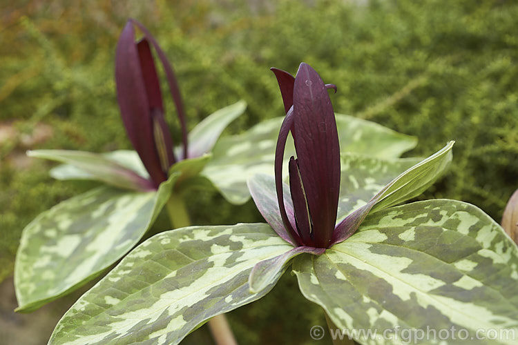 Trillium foetidissimum, a spring-flowering woodland plant native to Louisiana, USA It is grown more for its heavily mottled foliage than its rather unpleasantly scented red-brown flowers. Yellow-green-flowered forms also occur. trillium-2304htm'>Trillium. <a href='melanthiaceae-plant-family-photoshtml'>Melanthiaceae</a>.