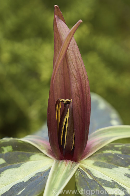 Trillium foetidissimum, a spring-flowering woodland plant native to Louisiana, USA It is grown more for its heavily mottled foliage than its rather unpleasantly scented red-brown flowers. Yellow-green-flowered forms also occur. trillium-2304htm'>Trillium. <a href='melanthiaceae-plant-family-photoshtml'>Melanthiaceae</a>.