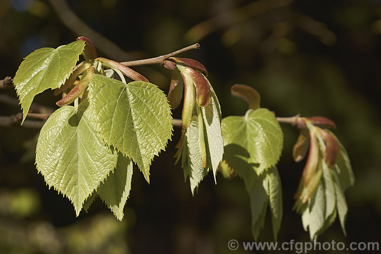 The young spring foliage of the Silver Lime (<i>Tilia tomentosa</i>), a southeast European deciduous tree that grows to around 35m tall. The undersides of its leaves bear a silvery-grey indumentum. Order: Malvales, Family: Malvaceae