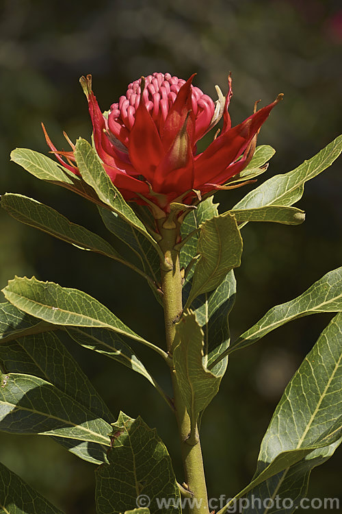 New South Wales. Waratah (<i>Telopea speciosissima</i>), an evergreen spring-flowering shrub or small tree native to southeastern Australia. It grows to around 6m tall, often with a considerable spread. Order: Proteales, Family: Proteaceae