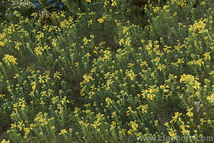 Dwarf Gorse (<i>Ulex minor</i>), a 1m high x 1.5m wide, western European shrub with densely spiny green branches. For much of the year it is leafless, but when its flower it produces a few true leaves around the flowerheads. It flowers in autumn and in mild climates will also bloom in spring. It does not have the invasive habits of Ulex europaeus. ulex-2750htm'>Ulex.