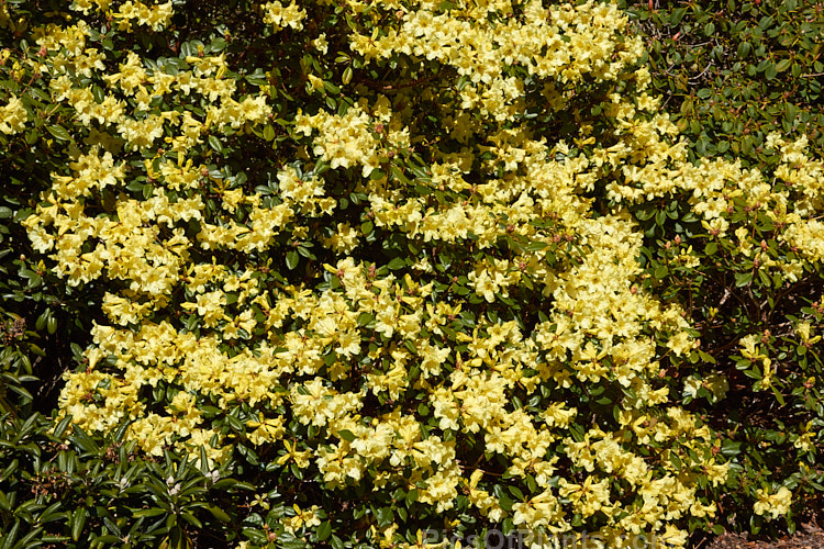 <i>Rhododendron</i> 'Parisienne' (<i>Rhododendron valentianum</i> x <i>Rhododendron burmanicum</i>), an early-flowering hybrid with bronze foliage. Raised by Rothschild in 1947, it was among the first yellow-flowered hybrids and in common with many of these it lacks hardiness. The modern form of 'Parisienne' is more compact than the original cultivar and is sometimes called 'Parisienne Improved', though as it has largely replaced the earlier form this distinction is hardly necessary. Order: Ericales, Family: Ericaceae