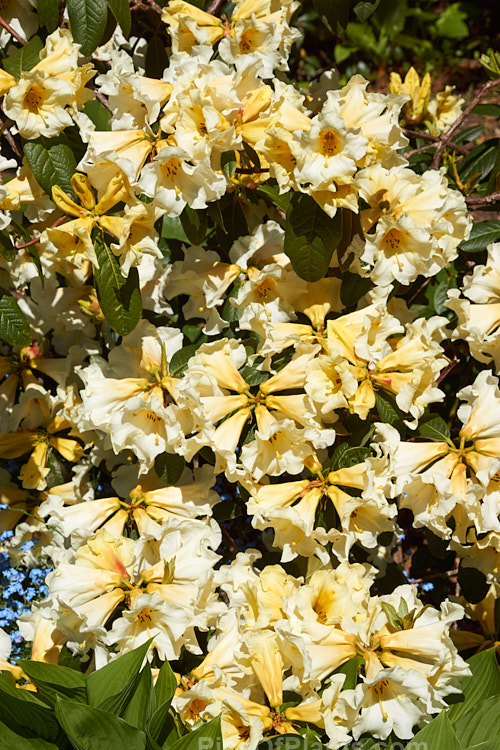 <i>Rhododendron</i> 'Floral Sun' (<i>Rhododendron nuttallii</i> x 'R.W. Rye'), a mildly fragrant hybrid raised by Mark Jury of New Zealand. The bush is compact, with flower trusses that are impressively large for a small plant. The cream to soft yellow colour is very distinctive. Order: Ericales, Family: Ericaceae