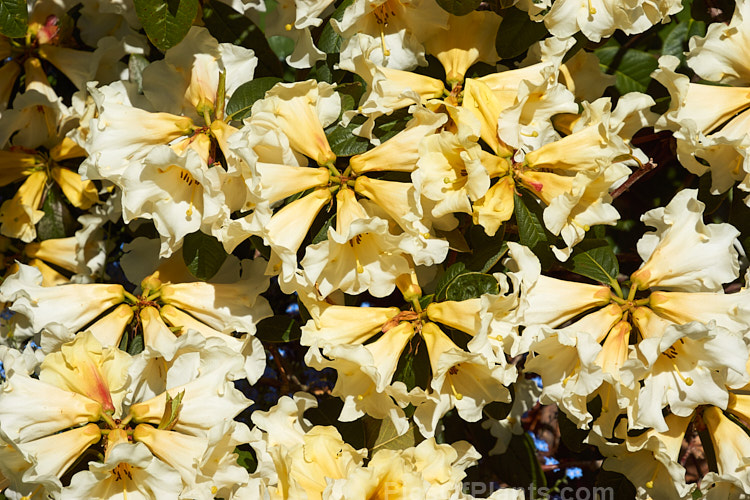 <i>Rhododendron</i> 'Floral Sun' (<i>Rhododendron nuttallii</i> x 'R.W. Rye'), a mildly fragrant hybrid raised by Mark Jury of New Zealand. The bush is compact, with flower trusses that are impressively large for a small plant. The cream to soft yellow colour is very distinctive. Order: Ericales, Family: Ericaceae