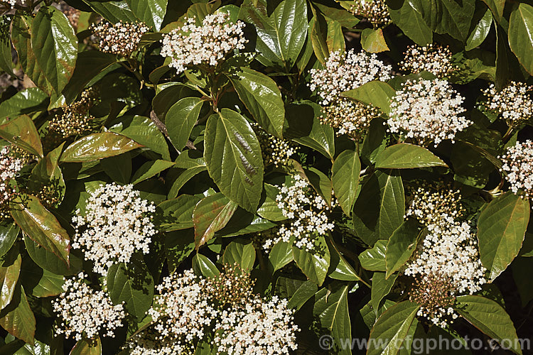 Viburnum japonicum, a spring-flowering evergreen, glossy-leaved viburnum native to Japan. It grows to around 18m high and the flowerheads are followed by ovoid red berries. viburnum-2081htm'>Viburnum.. viburnum-2081htm'>Viburnum. <a href='adoxaceae-plant-family-photoshtml'>Adoxaceae</a>.