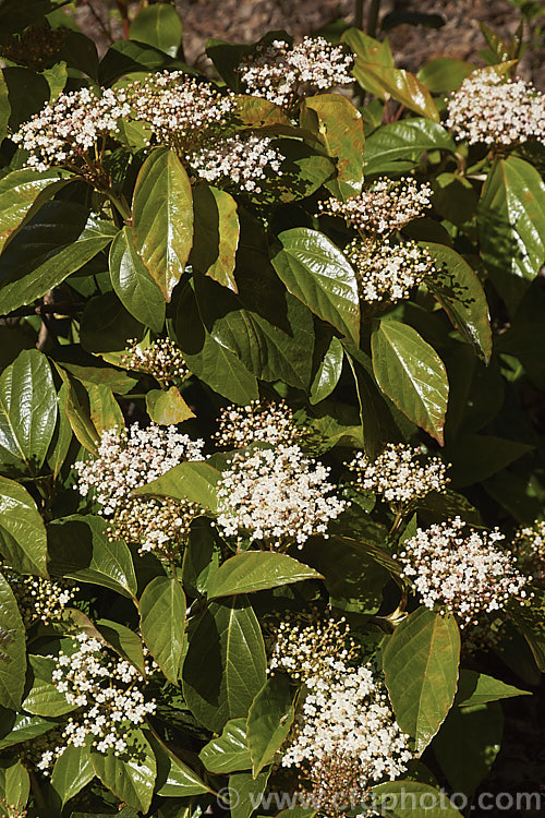 Viburnum japonicum, a spring-flowering evergreen, glossy-leaved viburnum native to Japan. It grows to around 18m high and the flowerheads are followed by ovoid red berries. viburnum-2081htm'>Viburnum.. viburnum-2081htm'>Viburnum. <a href='adoxaceae-plant-family-photoshtml'>Adoxaceae</a>.