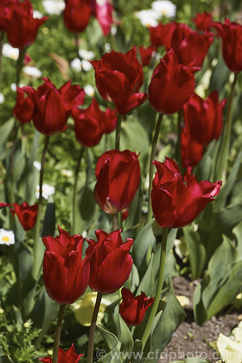 Tulipa 'Pretty Woman', a 40cm tall, Category 6 (<i>Lily-flowered</i>) tulip with cherry red flowers that have a pale central area within the flower. Order: Liliales, Family: Liliaceae