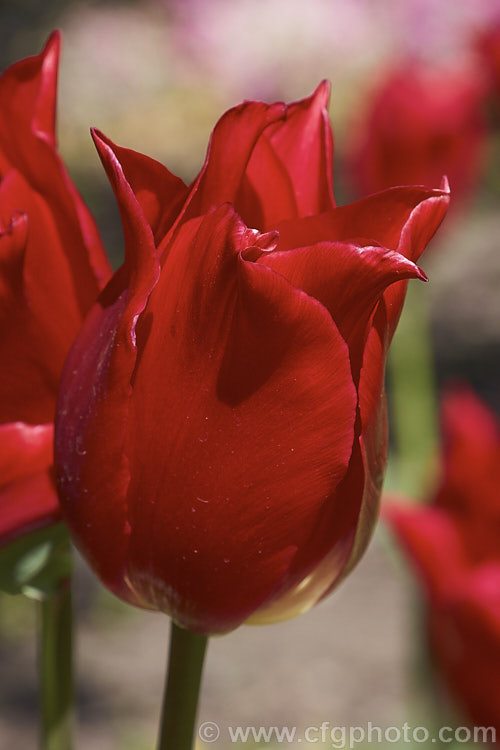 Tulipa 'Pretty Woman', a 40cm tall, Category 6 (<i>Lily-flowered</i>) tulip with cherry red flowers that have a pale central area within the flower. Order: Liliales, Family: Liliaceae