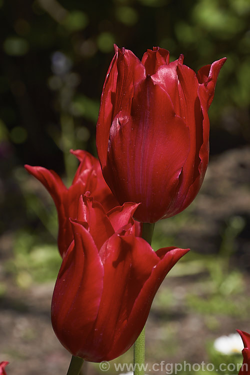 Tulipa 'Pretty Woman', a 40cm tall, Category 6 (<i>Lily-flowered</i>) tulip with cherry red flowers that have a pale central area within the flower. Order: Liliales, Family: Liliaceae