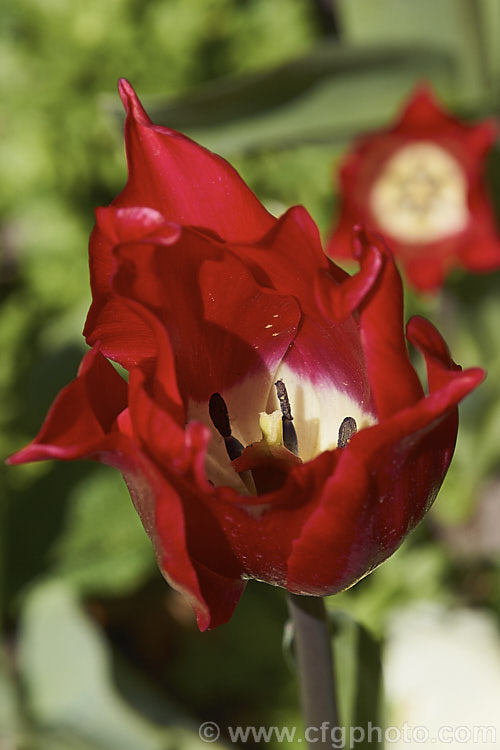 Tulipa 'Pretty Woman', a 40cm tall, Category 6 (<i>Lily-flowered</i>) tulip with cherry red flowers that have a pale central area within the flower. Order: Liliales, Family: Liliaceae