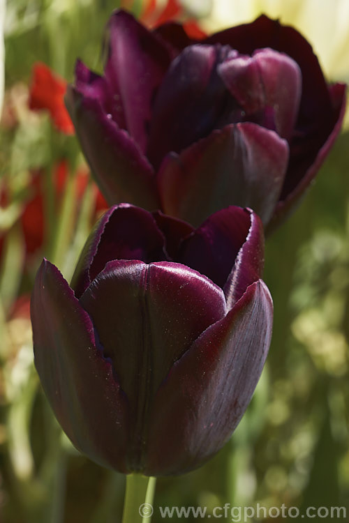 Tulipa 'Black Jack', a Category 3 (<i>Triumph Hybrid</i>) tulip that is a cross between 'Queen of the Night' and 'Abra'. It was introduced in 2008 and has flower stems around 45cm tall Order: Liliales, Family: Liliaceae