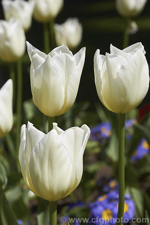 Tulipa 'Cheers', a white to very light cream flowered Category 3 (<i>Triumph Hybrid</i>) tulip introduced in 1990. Its flower stems are around 40cm tall Order: Liliales, Family: Liliaceae