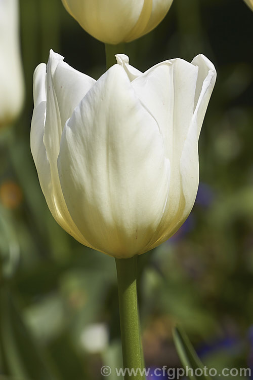 Tulipa 'Cheers', a white to very light cream flowered Category 3 (<i>Triumph Hybrid</i>) tulip introduced in 1990. Its flower stems are around 40cm tall Order: Liliales, Family: Liliaceae