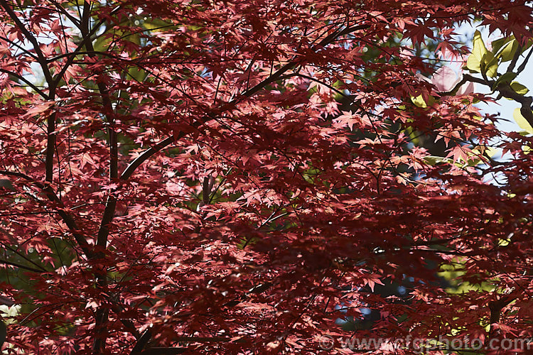 Early morning sunlight through the young growth of a red foliaged Japanese Maple (<i>Acer palmatum</i>) cultivar. The Japanese Maple is a widely cultivated 8m tall deciduous tree from Japan and Korea. There are many cultivated forms. Order: Sapindales, Family: Sapindaceae