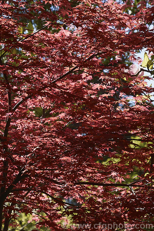 Early morning sunlight through the young growth of a red foliaged Japanese Maple (<i>Acer palmatum</i>) cultivar. The Japanese Maple is a widely cultivated 8m tall deciduous tree from Japan and Korea. There are many cultivated forms. Order: Sapindales, Family: Sapindaceae