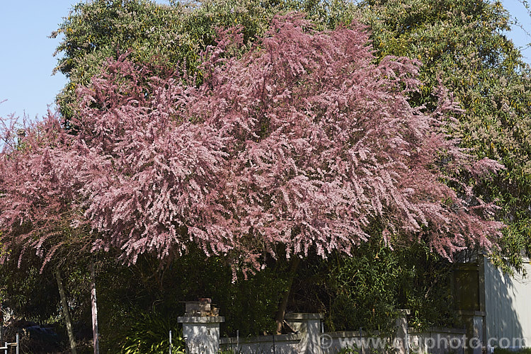 Early Tamarisk (<i>Tamarix parviflora</i>), a large deciduous shrub or small tree native to Europe. Its branches often have an arching habit and the plant can be distinguished from most of the other commonly grown tamarisks in that it flowers on the old wood in spring, rather than on the new growth in summer. tamarix-2300htm'>Tamarix. <a href='tamaricaceae-plant-family-photoshtml'>Tamaricaceae</a>.