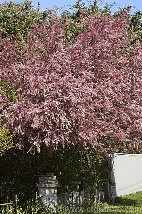 Early Tamarisk (<i>Tamarix parviflora</i>), a large deciduous shrub or small tree native to Europe. Its branches often have an arching habit and the plant can be distinguished from most of the other commonly grown tamarisks in that it flowers on the old wood in spring, rather than on the new growth in summer. tamarix-2300htm'>Tamarix. <a href='tamaricaceae-plant-family-photoshtml'>Tamaricaceae</a>.