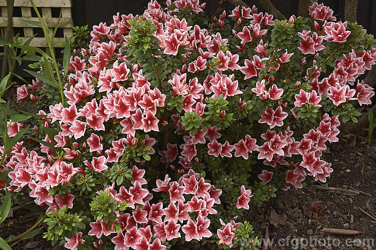 Rhododendron (evergreen azalea</i>) 'Mardi. Gras', a low, spreading. Belgian Indica azalea grown in Australia and New Zealand. The flower colour is very similar to 'Ben. Morrison', but it is a smaller plant that blooms over a longer season. There is another 'Mardi. Gras' with purple-pink flowers, but it is not common