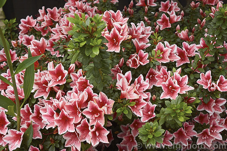 Rhododendron (evergreen azalea</i>) 'Mardi. Gras', a low, spreading. Belgian Indica azalea grown in Australia and New Zealand. The flower colour is very similar to 'Ben. Morrison', but it is a smaller plant that blooms over a longer season. There is another 'Mardi. Gras' with purple-pink flowers, but it is not common