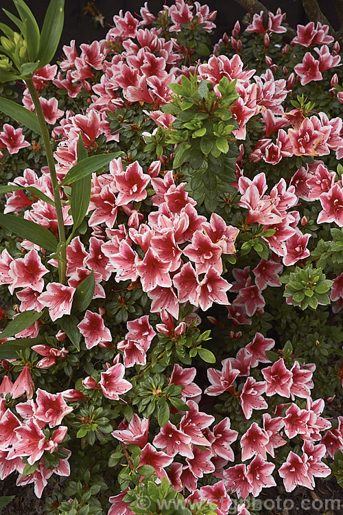 Rhododendron (evergreen azalea</i>) 'Mardi. Gras', a low, spreading. Belgian Indica azalea grown in Australia and New Zealand. The flower colour is very similar to 'Ben. Morrison', but it is a smaller plant that blooms over a longer season. There is another 'Mardi. Gras' with purple-pink flowers, but it is not common