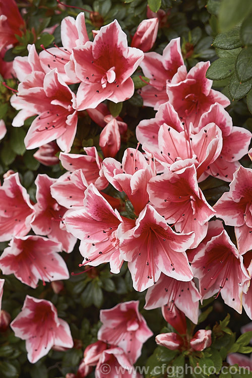 Rhododendron (evergreen azalea</i>) 'Mardi. Gras', a low, spreading. Belgian Indica azalea grown in Australia and New Zealand. The flower colour is very similar to 'Ben. Morrison', but it is a smaller plant that blooms over a longer season. There is another 'Mardi. Gras' with purple-pink flowers, but it is not common